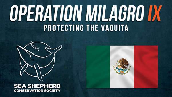 Sea Shepherd Adds New Ship to Operation Milagro: Partnering to Protect the  Vaquita - Sea Shepherd Conservation Society