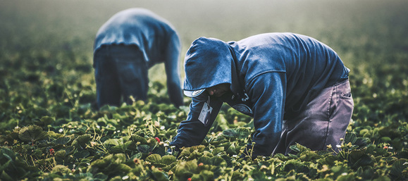 Two migrant farmworkers harvest strawberries in a field.