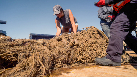 https://seashepherd.org/2024/10/28/two-giant-nets-pulled-in-a-day-to-protect-the-vaquita/